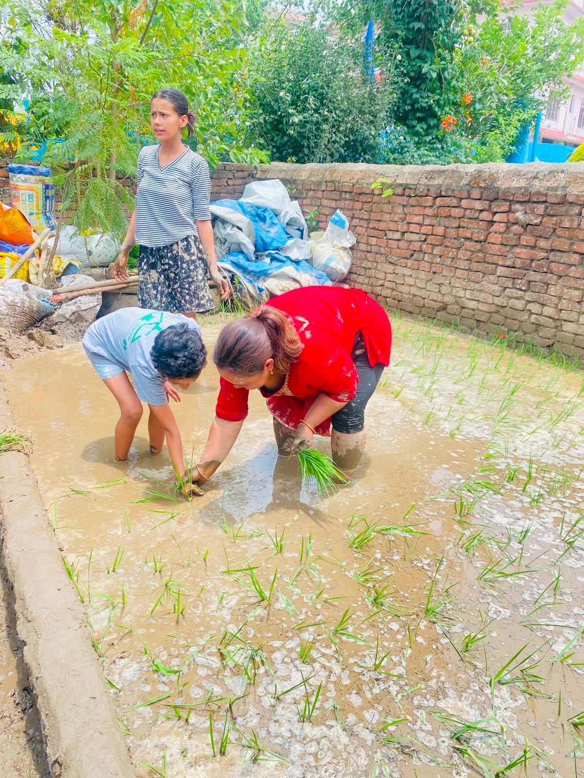 Teachers and children planting rice seedlings in a paddy field for Ropain Day
